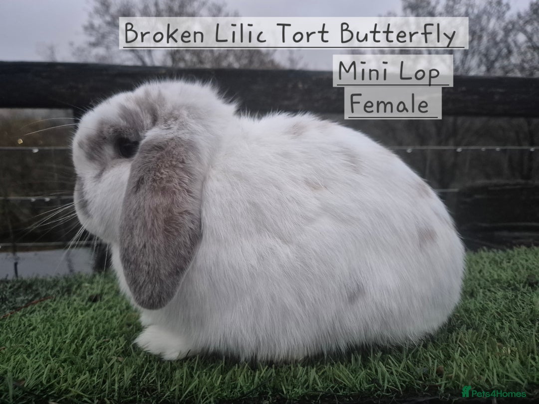 Mini Lop rabbits for sale: Various Mini Lops  - Advert 4