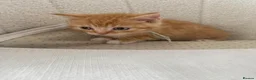 British Shorthair cats for sale: British shorthair cross ocicat kittens  - Advert 17