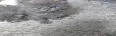Ragdoll 2