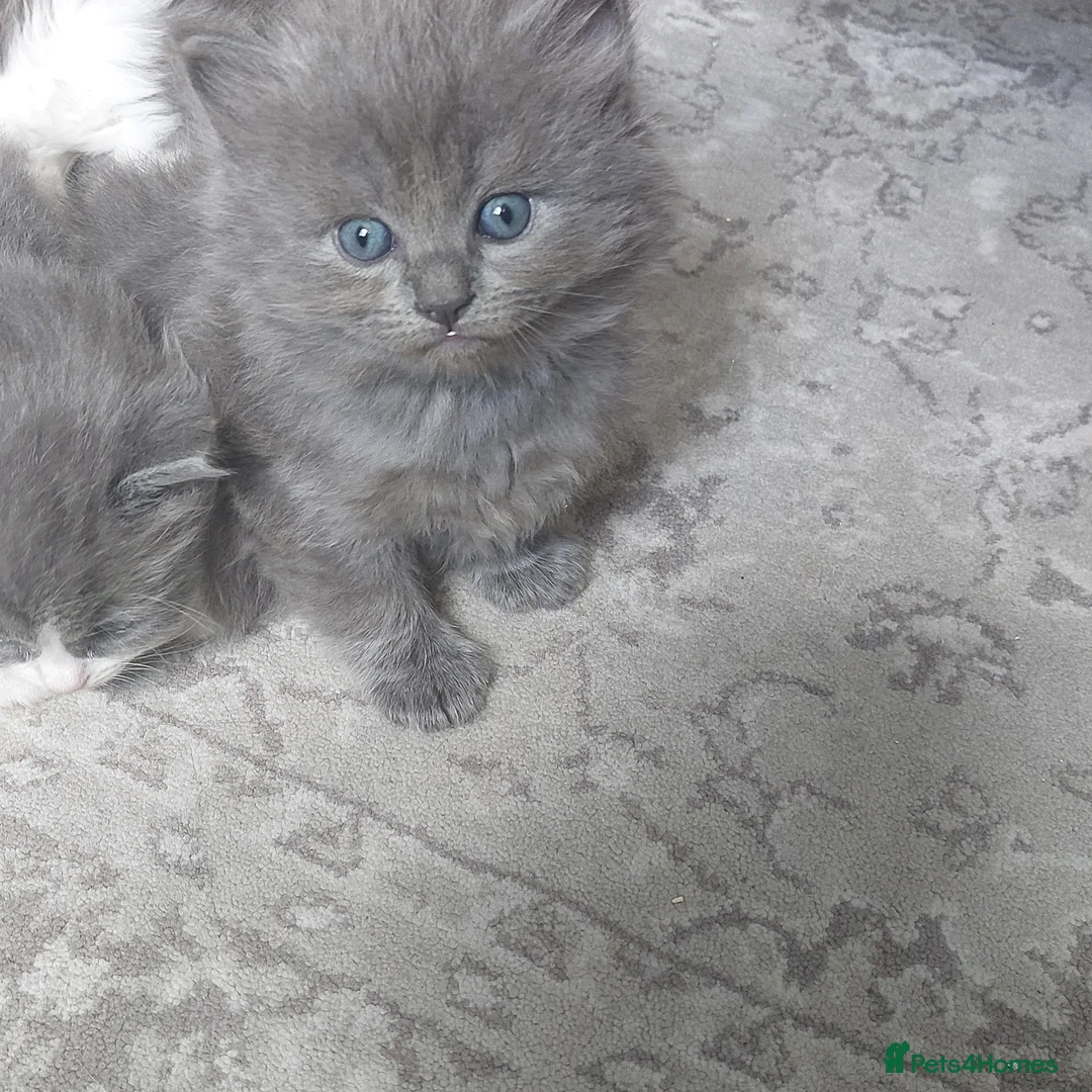Ragdoll cats for sale: Ragdoll X British long hair blue mix. - Advert 2