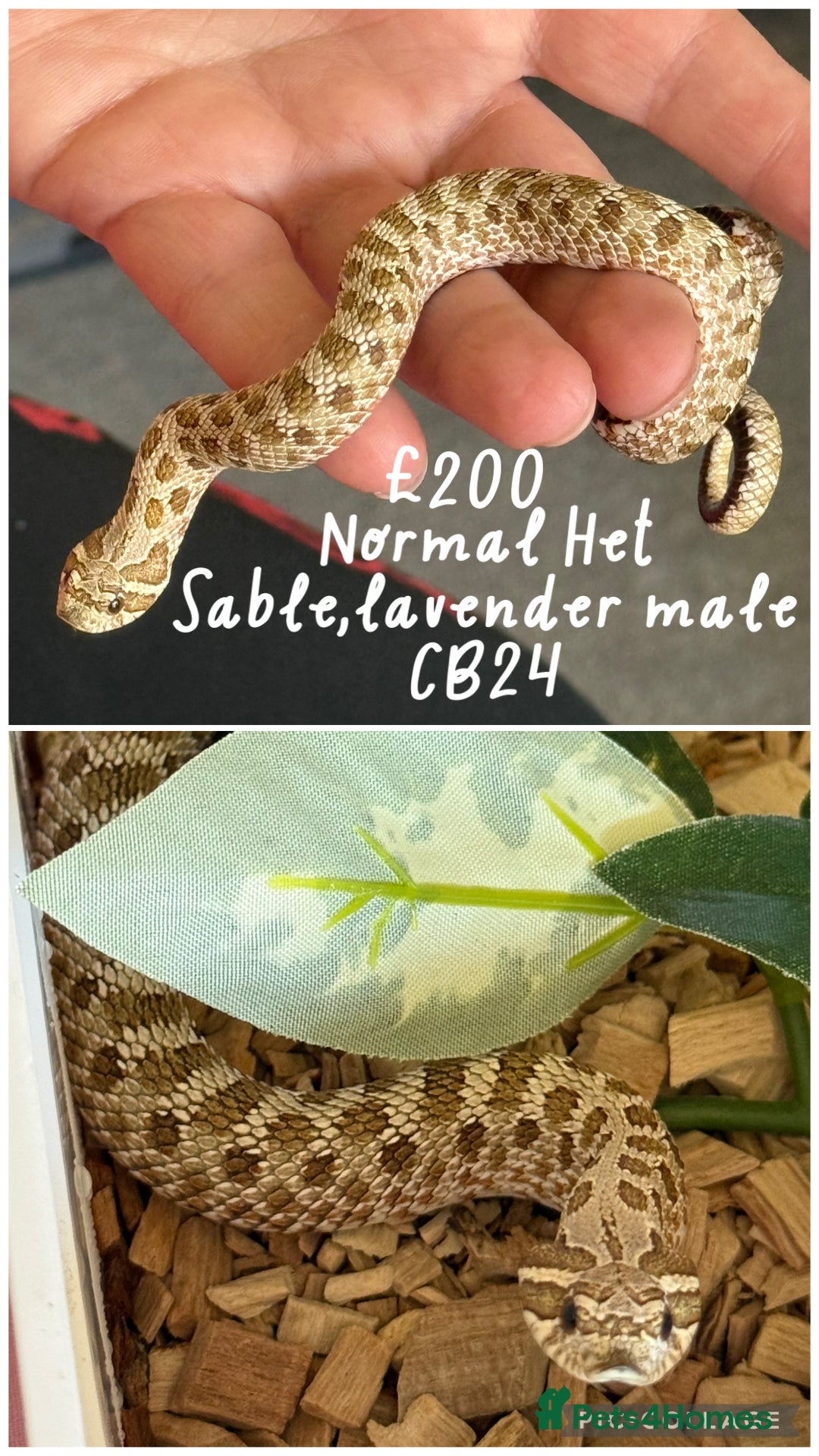 Snake reptiles for sale: Baby snakes for sale!! - Advert 5