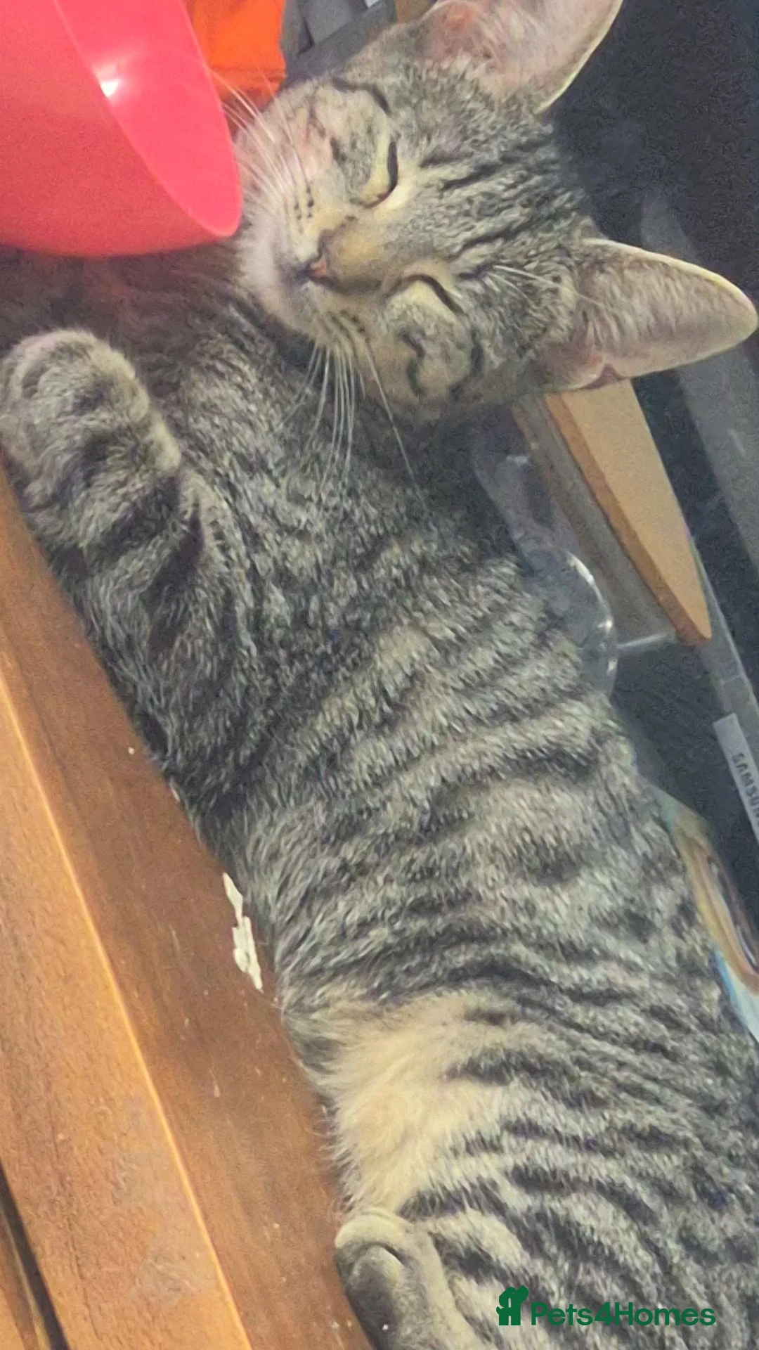 Mixed Breed cats for sale: Meet mertal and dobby in Rossendale - Advert 2