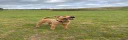 Lakeland Terrier dogs for stud: Red Lakeland Terrier  in Wrexham - Advert 5