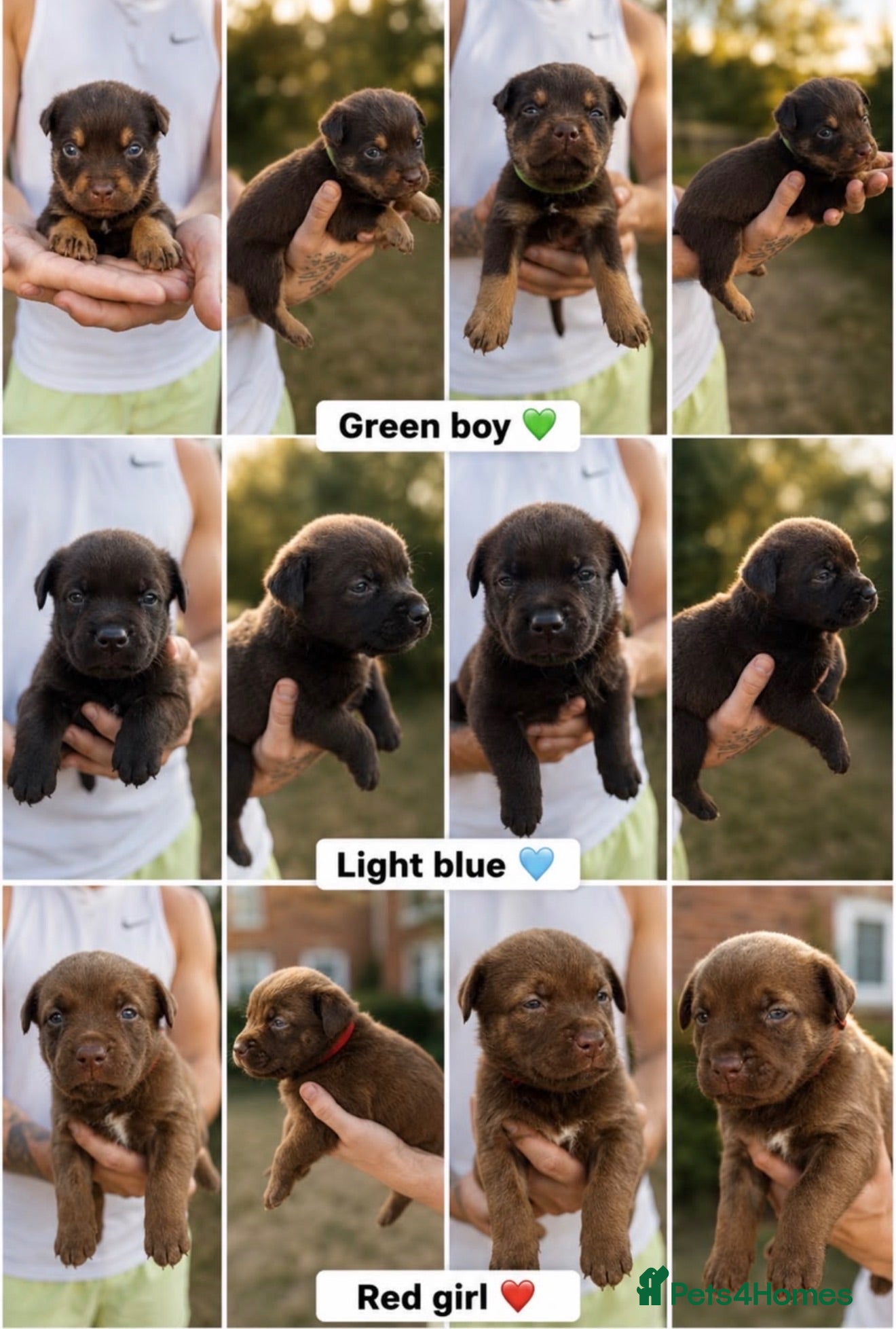 Mixed Breed dogs Rottweiler X Belgium Mali Puppies - Advert 1