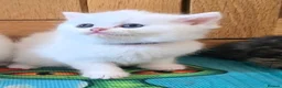Exotic cats for sale: Persian/British Shorthaired cats - Advert 2