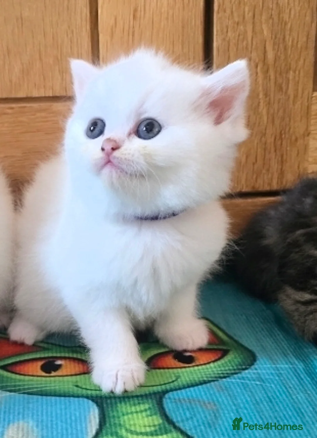 Exotic cats for sale: Persian/British Shorthaired cats - Advert 2