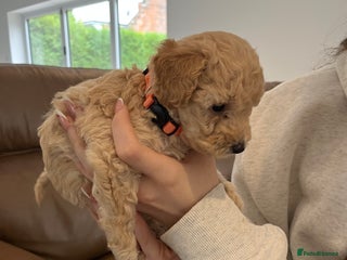 Miniature Poodle dogs Gorgeous miniature poodle pups - Advert 18