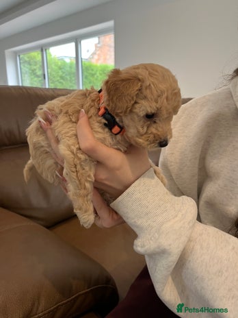 Miniature Poodle dogs Gorgeous miniature poodle pups - Advert 1