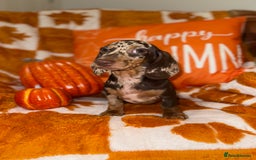 Miniature Dachshund dogs for sale: 🩷💙Stunning KC Mini Dachshund Puppies💙 - Image 3