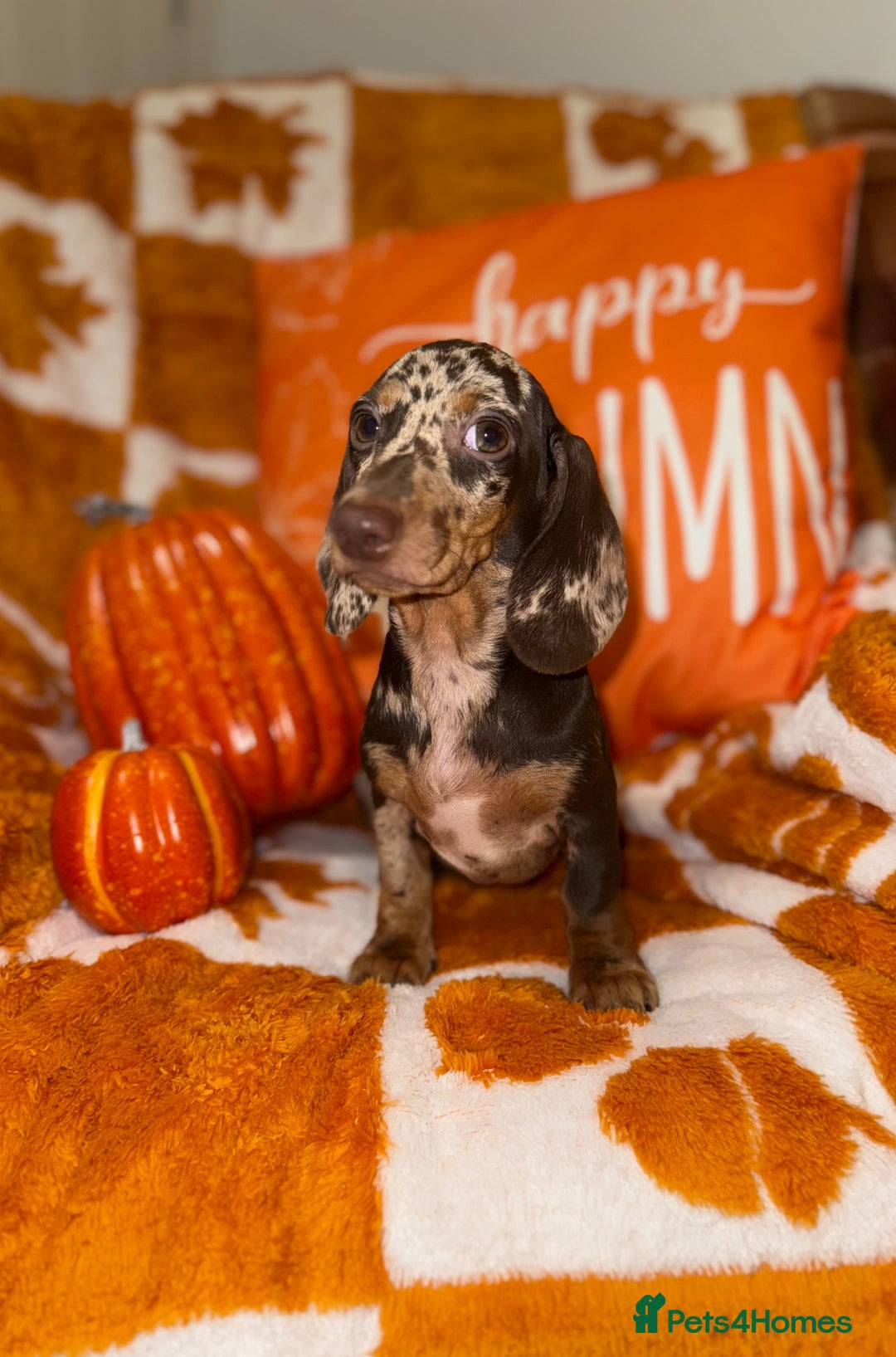 Miniature Dachshund dogs for sale: 🩷💙Stunning KC Mini Dachshund Puppies💙 - Image 3