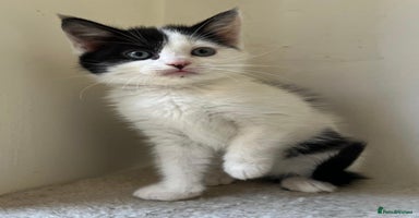 Mixed Breed cats - Advert 4