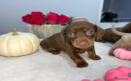 Miniature Dachshund dogs for sale: Miniature Dachshund KC  - Image 1