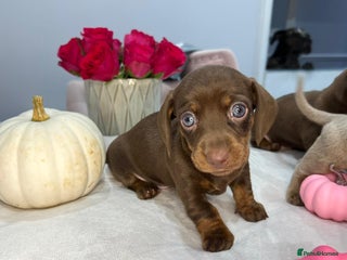 Miniature Dachshund dogs - Advert 25