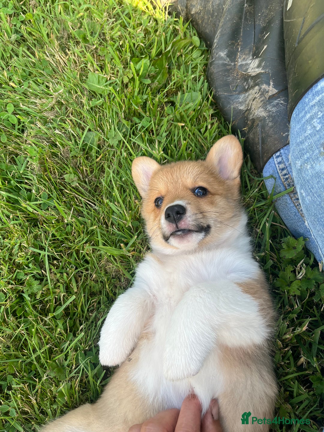 Welsh Corgi Pembroke dogs for sale: KC registered Champion line Corgi puppies - Image 24