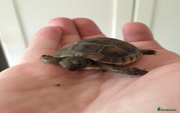 Tortoise reptiles for sale: Baby med spur thigh torotises with full set uo - Image 5