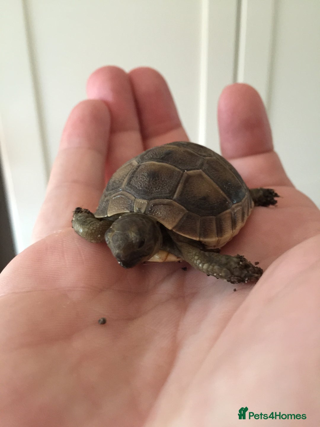 Tortoise reptiles for sale: Baby med spur thigh torotises with full set uo - Image 5