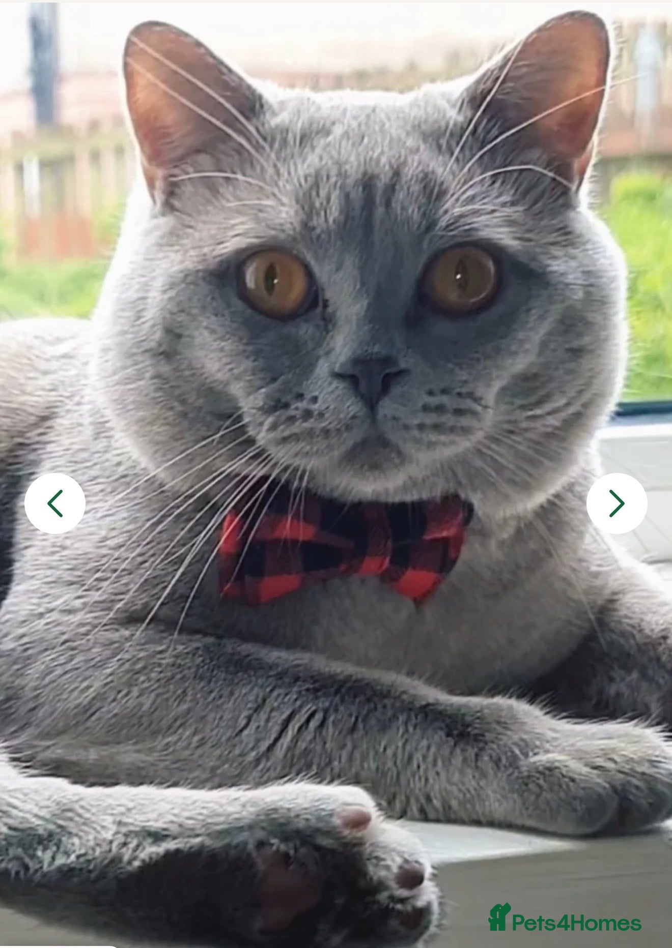 British Shorthair cats Beautiful British Shorthair & Scottish Fold Kitten - Advert 2