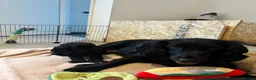 Cocker Spaniel dogs for sale: KC Registered Cocker Spaniel Puppies  - Advert 14