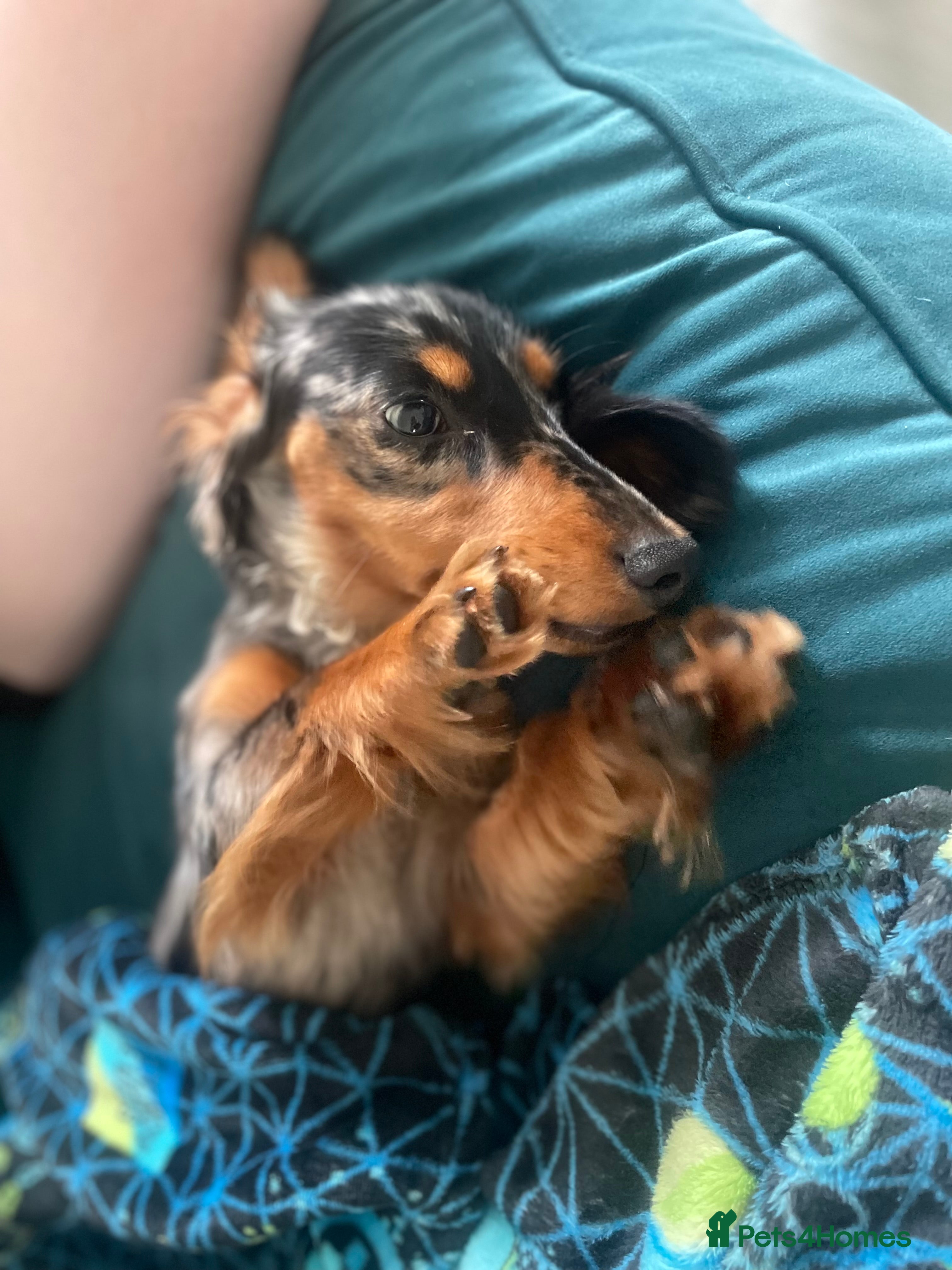 Miniature Dachshund dogs Longhaired Miniture dashund  - Advert 1