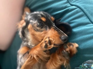 Miniature Dachshund dogs for sale: Longhaired Miniture dashund - Advert 1