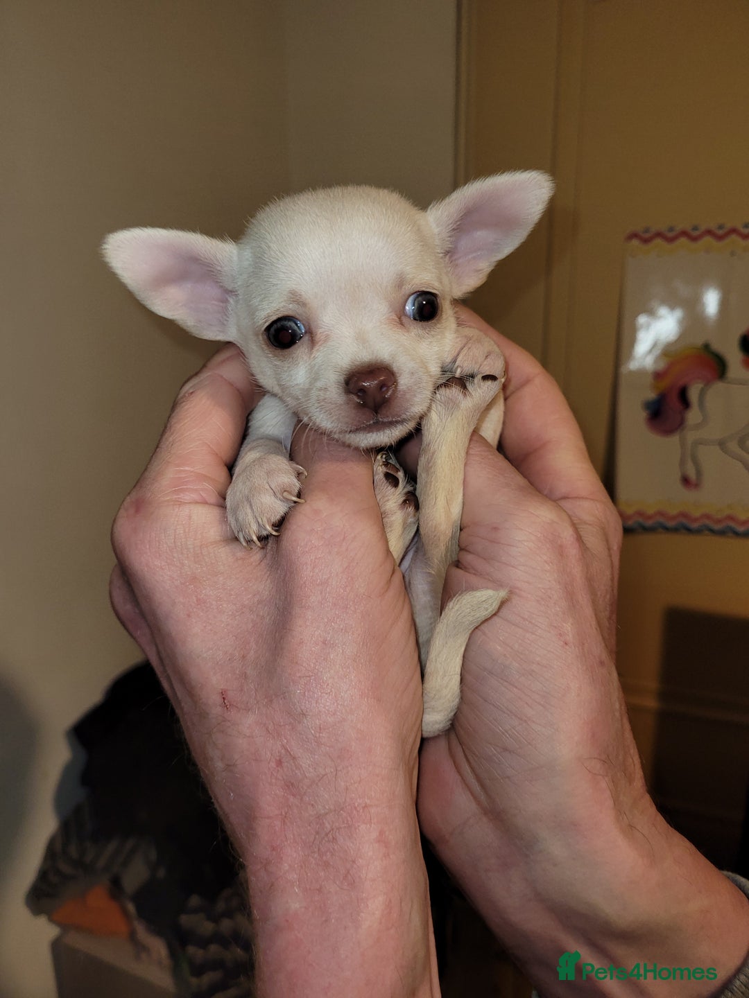 Chihuahua dogs for sale: Chihuahua puppies 2 males and 3 females  - Advert 9
