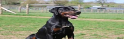 Dobermann dogs for sale: WAITLIST 2026 CEZARBLUE KC LICENSED BREEDER ⭐️ - Advert 6