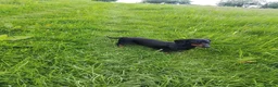 Miniature Dachshund dogs for sale: Miniature dashchund puppies  - Advert 3