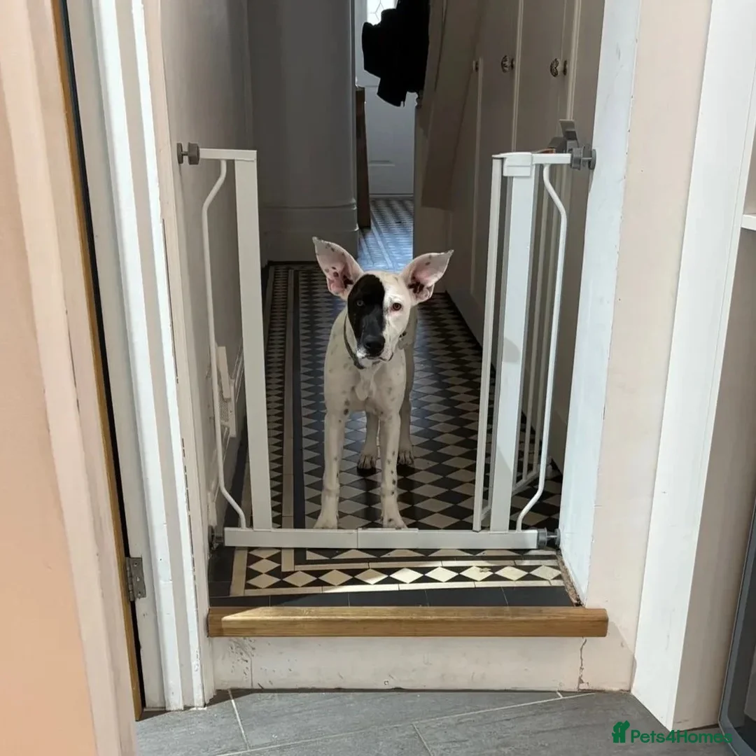 Mixed Breed dogs for adoption: Pika (Shepherd/Staffie mix) - Image 10