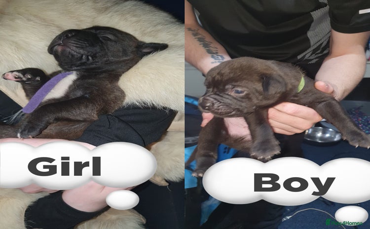 Mixed Breed dogs - Advert 15