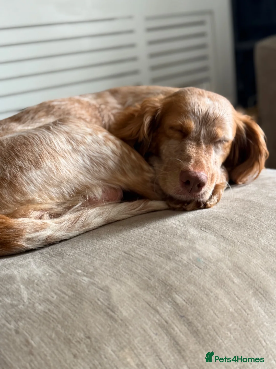 Cocker Spaniel dogs for sale: 2 pups left!!✨ - Advert 5