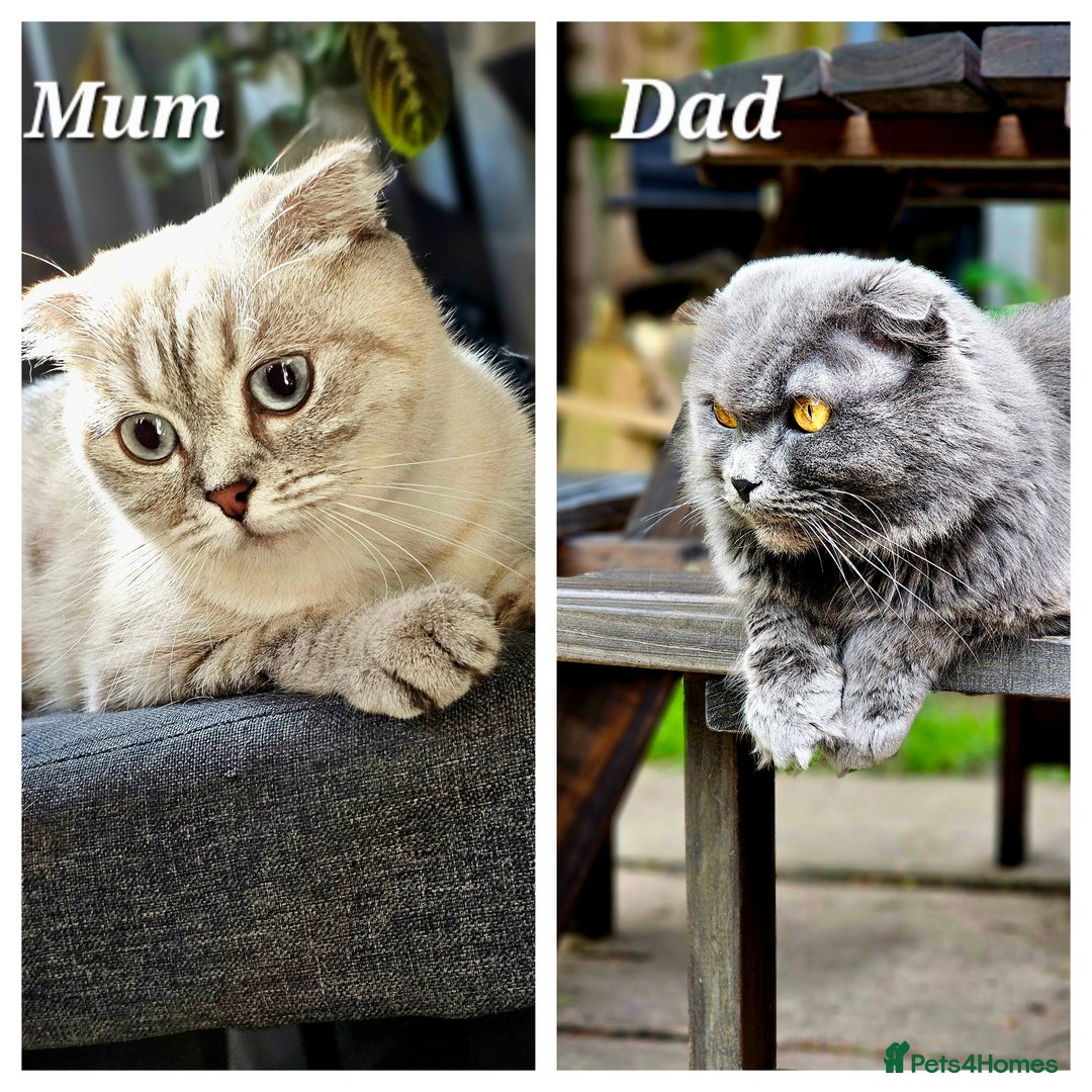 Scottish Fold cats for sale: Adorable scotish fold few straight ears kittens  - Image 5