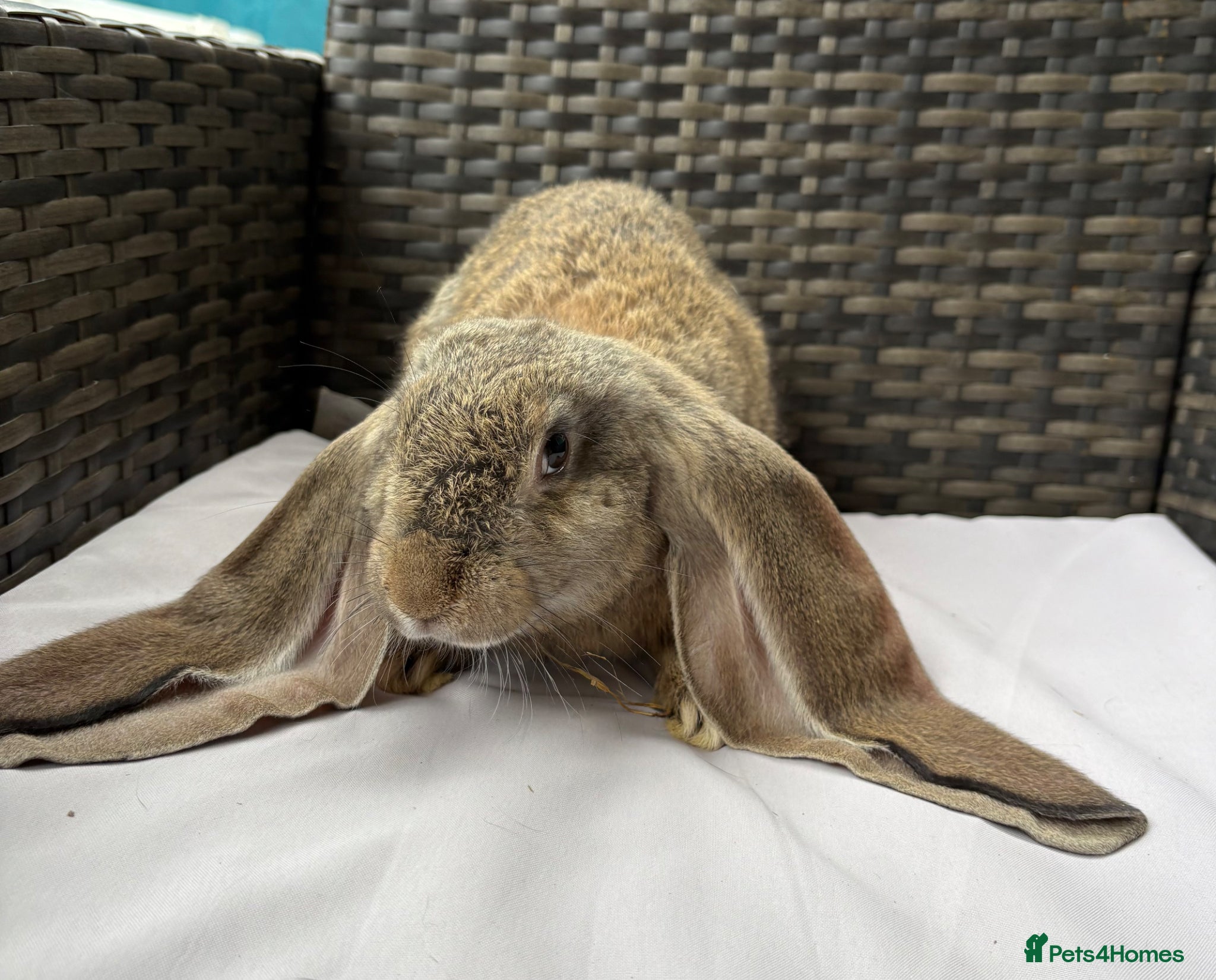 English Lop rabbits for sale: Pure bred English lop rabbits ready to leave  - Advert 2
