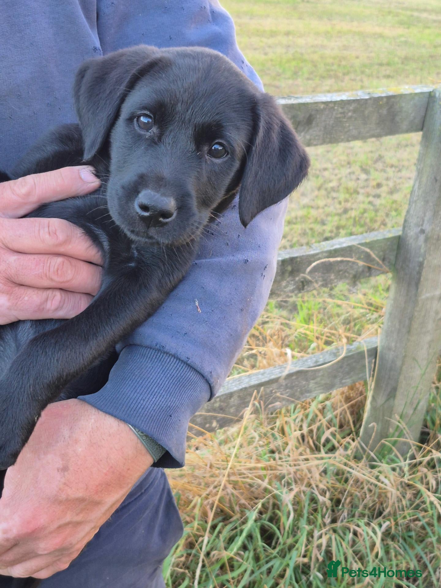 Labrador Retriever dogs Beautiful litter of labrador pups - Advert 2