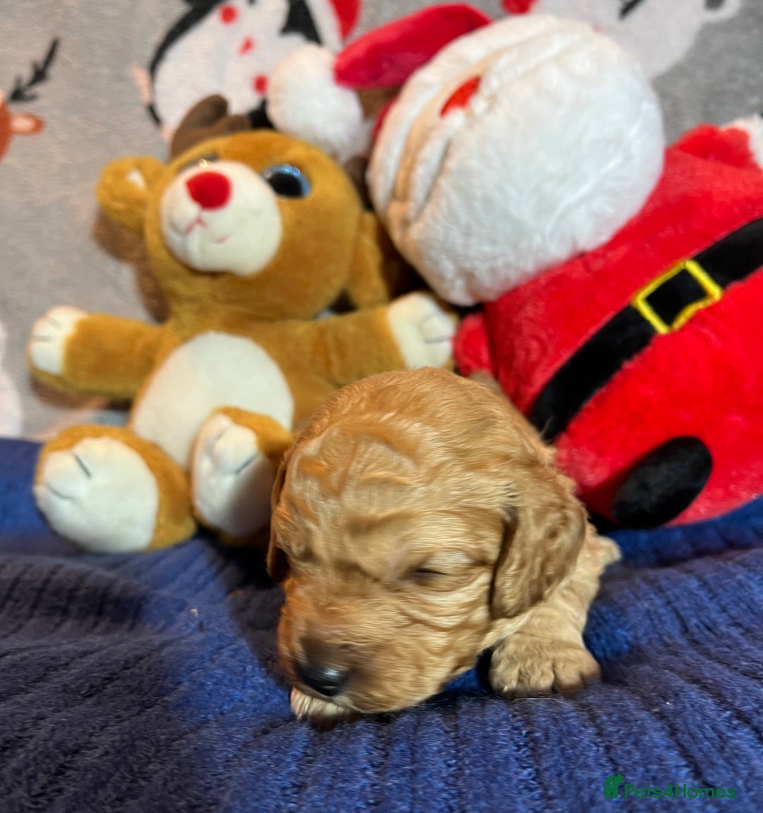 Cavapoochon dogs for sale: Cavapoochon Puppies ready from 20th December 2025  - Advert 4
