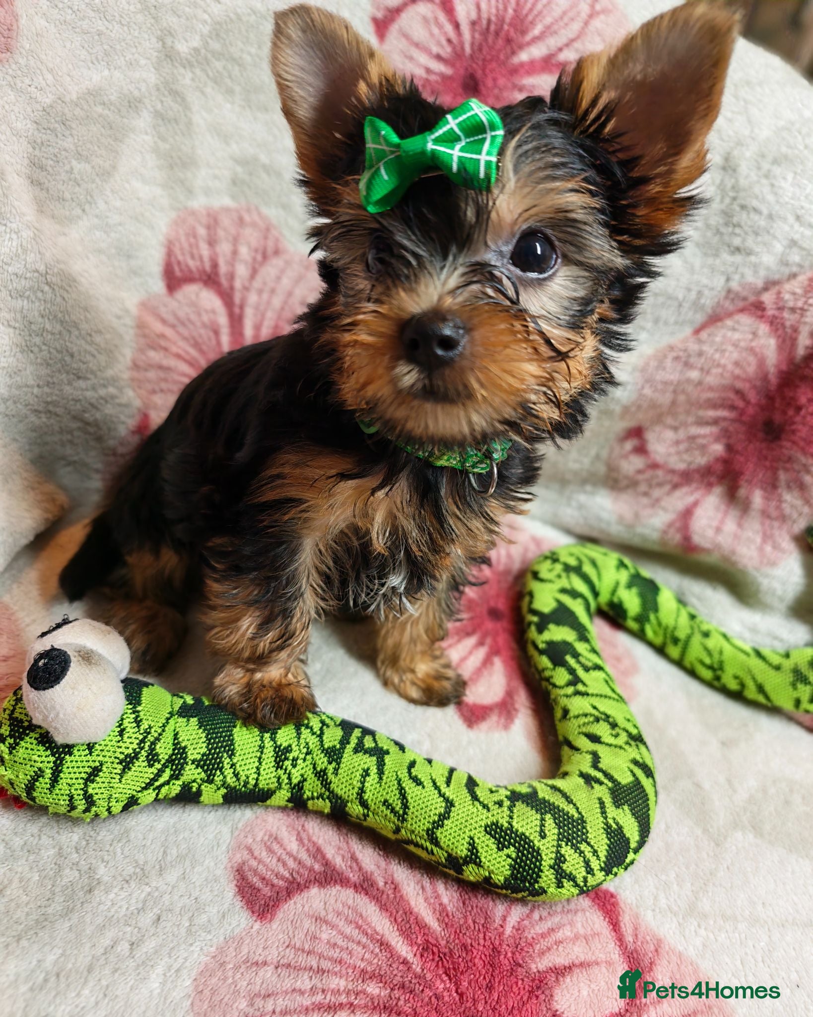 Yorkshire Terrier dogs ❤️Last boy left❤️ - Advert 6