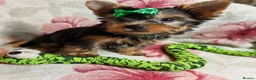 Yorkshire Terrier dogs for sale: ❤️Last boy left❤️ - Advert 3
