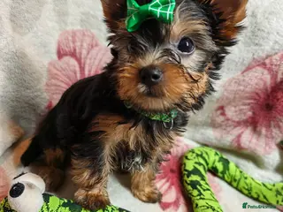 Yorkshire Terrier dogs ❤️Last boy left❤️ - Advert 6