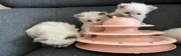 Ragdoll cats for sale: Pure ragdoll kittens sake London - Advert 13