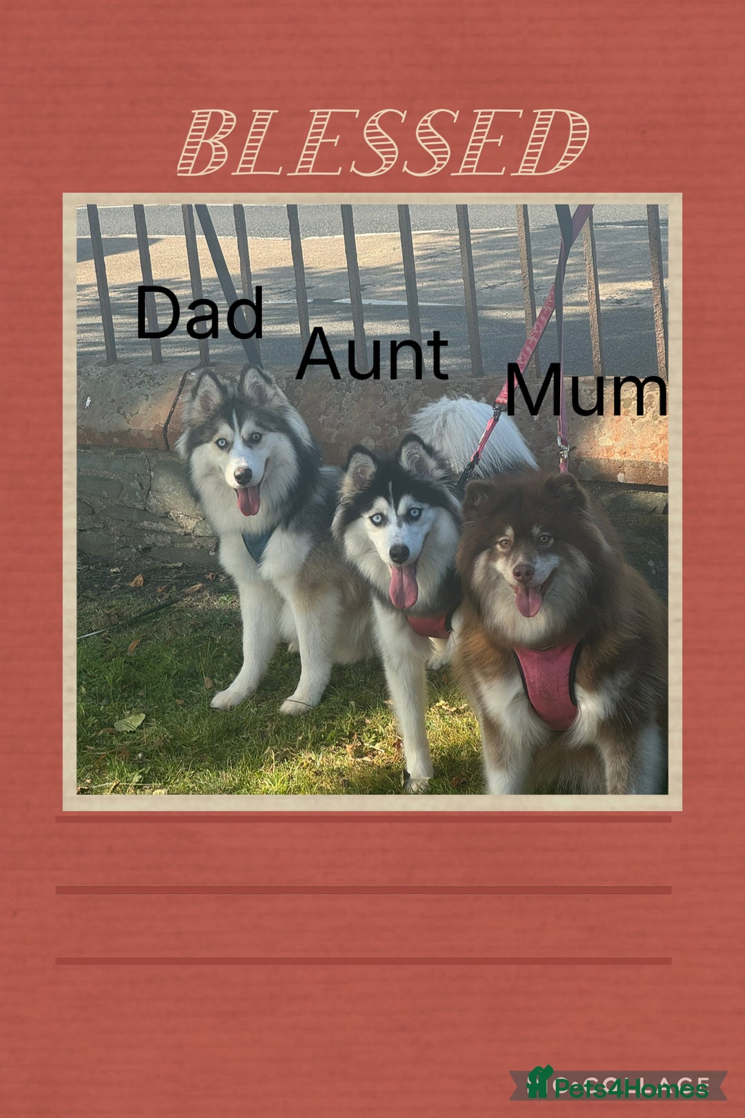 Pomsky dogs for sale: Pomsky Puppies - Image 7