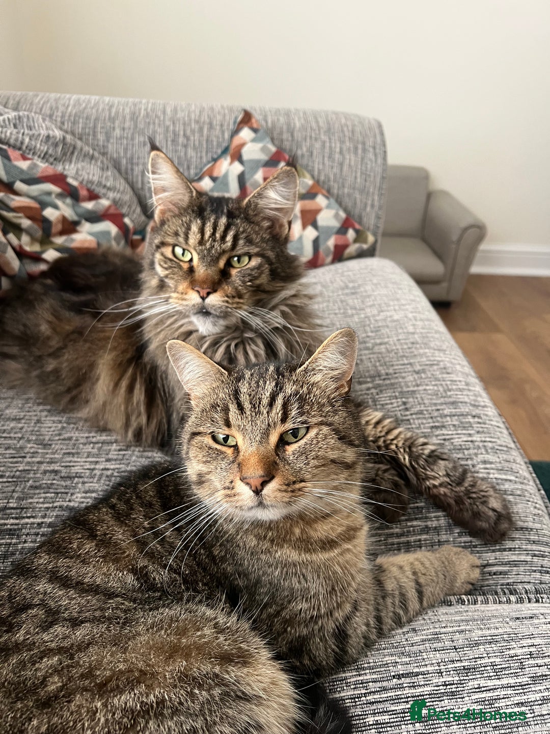Maine Coon cats for sale: Maine coon boy 5 years old  - Advert 2