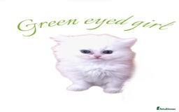 Persian cats for sale: Persians with beautiful features 4 AVAILABLE - Advert 7