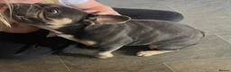 French Bulldog dogs for sale: Beautiful female frenchie  - Advert 3