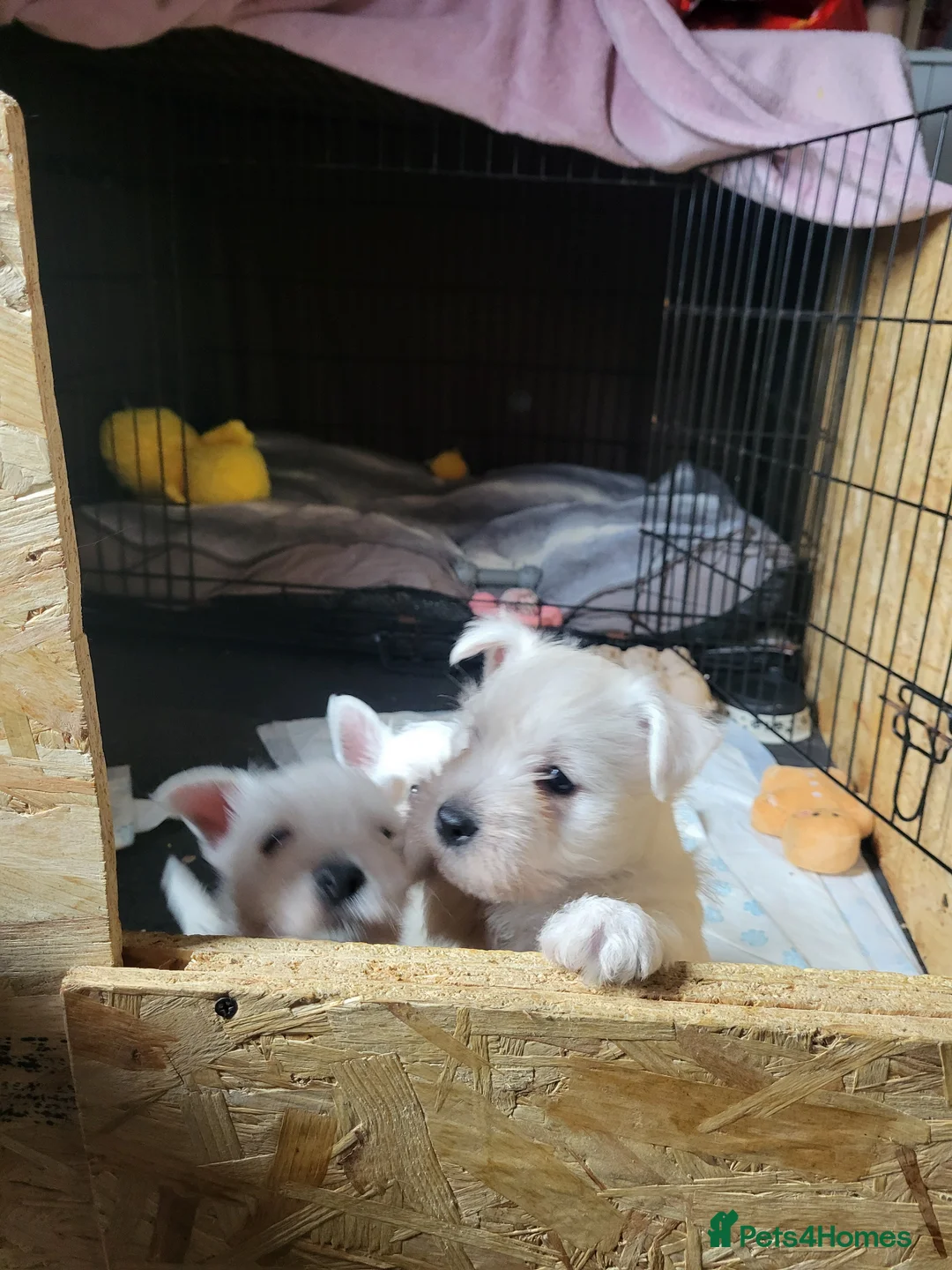 West Highland Terrier dogs for sale: Westies for sale - Advert 2