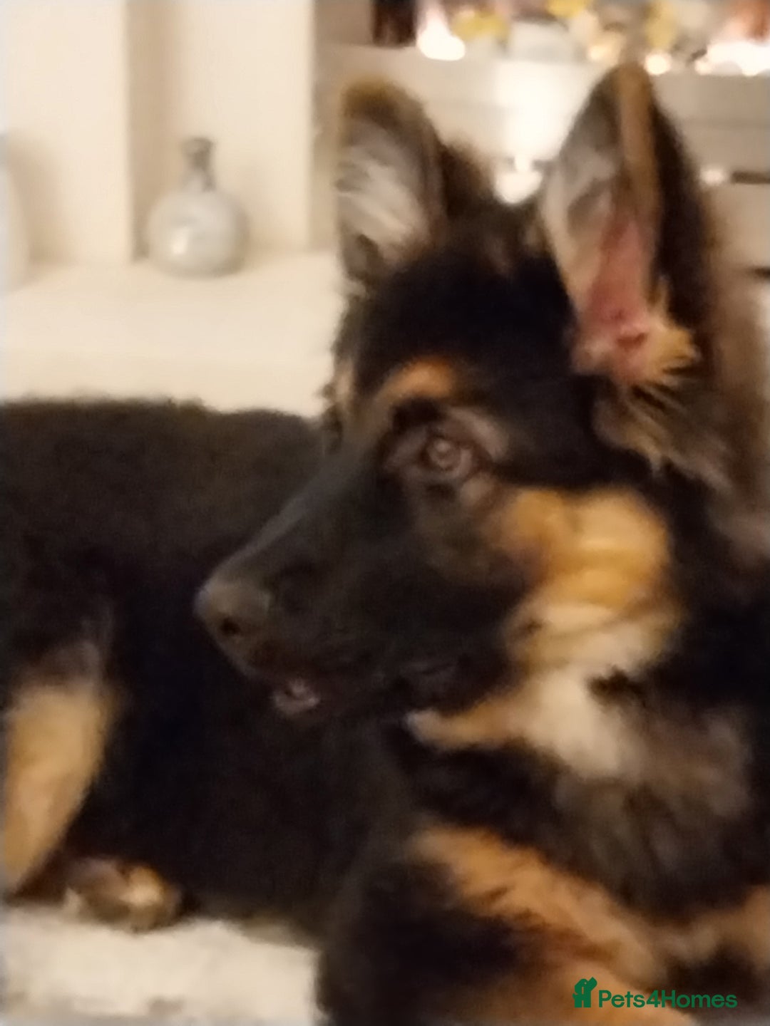 German Shepherd dogs for sale: 6 months old german shepherd  - Advert 3
