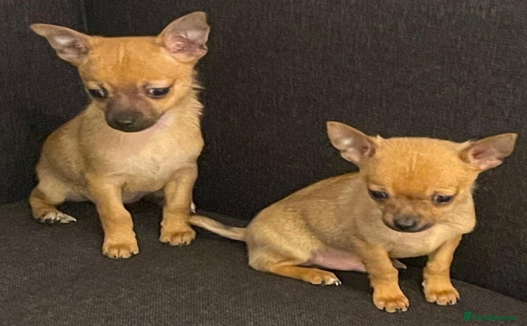 Chihuahua dogs - Advert 1