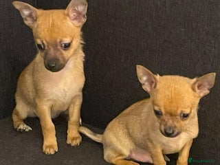 Chihuahua dogs for sale - Advert 1