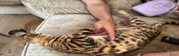 Bengal cats for sale: Stunning and loving Bengal Male - Advert 2