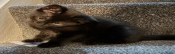 Mixed Breed cats for sale: Black kitten in Dover - Advert 12