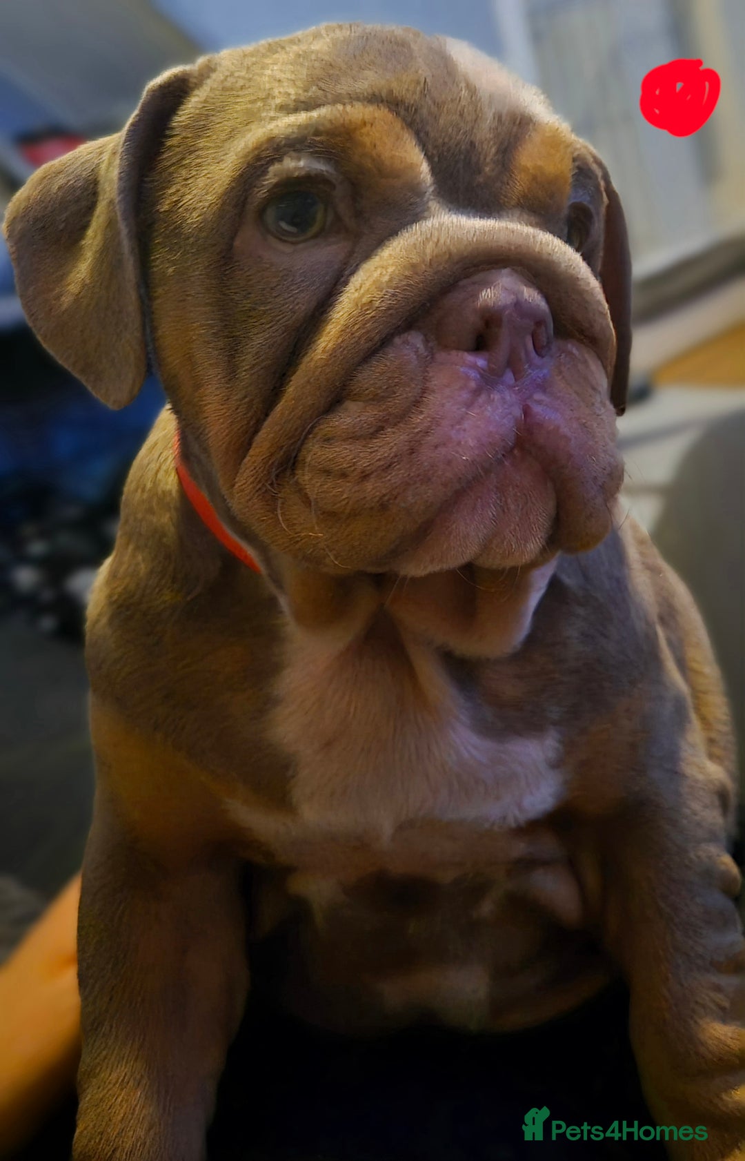 English Bulldog dogs for sale: Final Female English Bulldog available - Image 5