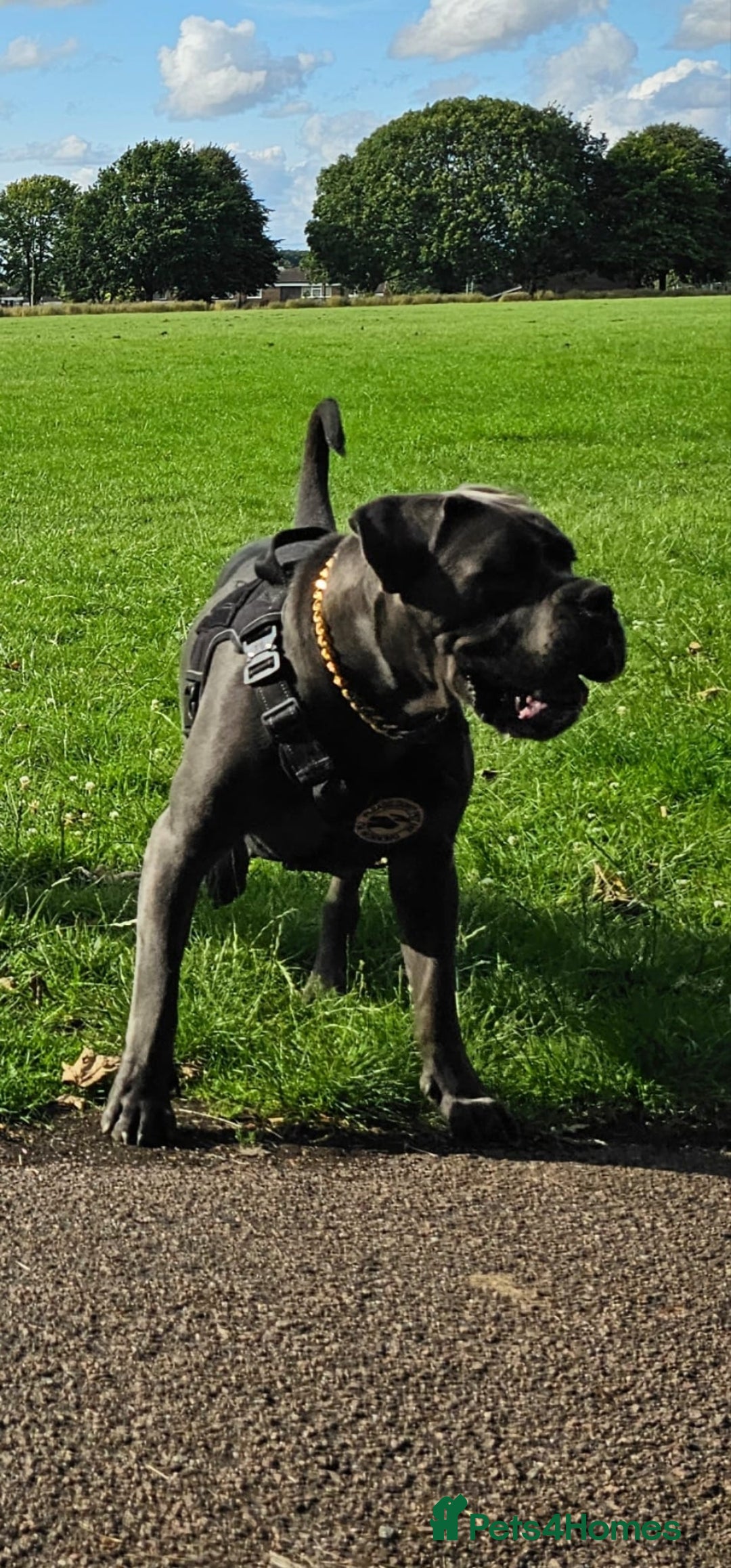 Cane Corso dogs for sale: Rehoming female 4 year old Cane Corso - Image 3